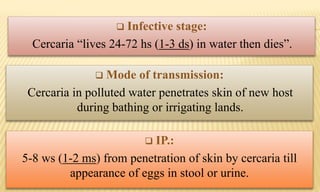  Mode of transmission:
Cercaria in polluted water penetrates skin of new host
during bathing or irrigating lands.
 IP.:
5-8 ws (1-2 ms) from penetration of skin by cercaria till
appearance of eggs in stool or urine.
 Infective stage:
Cercaria “lives 24-72 hs (1-3 ds) in water then dies”.
 