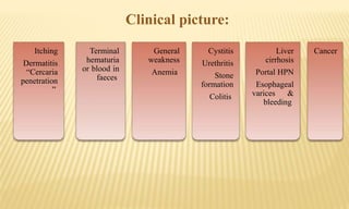 Itching
Dermatitis
“Cercaria
penetration
”
Terminal
hematuria
or blood in
faeces
General
weakness
Anemia
Cystitis
Urethritis
Stone
formation
Colitis
Liver
cirrhosis
Portal HPN
Esophageal
varices &
bleeding
Cancer
Clinical picture:
 