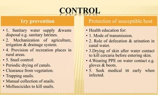 CONTROL
1ry prevention
• 1. Sanitary water supply &waste
disposal e.g. sanitary latrines.
• 2. Mechanization of agriculture,
irrigation & drainage system.
• 4. Provision of recreation places in
rural areas.
• 5. Snail control:
• Periodic drying of canals.
• Clearance from vegetation.
• Trapping snails.
• Manual collection of snails.
• Molluscicides to kill snails.
Protection of susceptible host
• Health education for:
• 1. Mode of transmission.
• 2. Role of defecation & urination in
canal water.
• 3.Drying of skin after water contact
to kill cercaria before entering skin.
• 4.Wearing PPE on water contact e.g.
gloves & boots.
• 5. Seek medical ttt early when
infected.
 