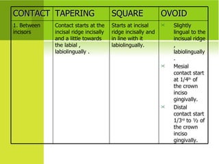 CONTACT TAPERING SQUARE OVOID 1. Between incisors  Contact starts at the incisal ridge incisally and a little towards the labial , labiolingually .  Starts at incisal ridge incisally and in line with it labiolingually. Slightly lingual to the incisual ridge , labiolingually . Mesial contact start at 1/4 th  of the crown inciso gingivally. Distal contact start 1/3 rd  to ½ of the crown inciso gingivally. 