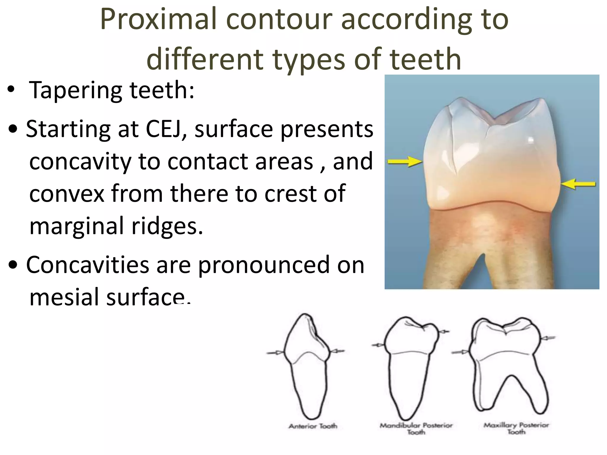 Contacts and Contours | PPTX