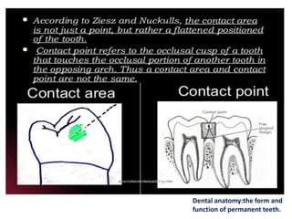 Dental anatomy:the form and
function of permanent teeth.
 