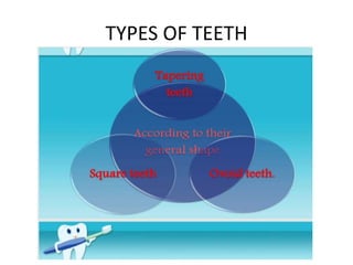TYPES OF TEETH
 