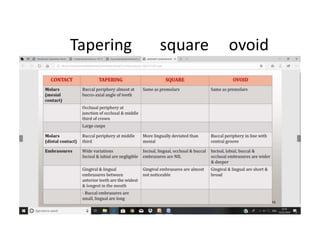 Tapering square ovoid
 