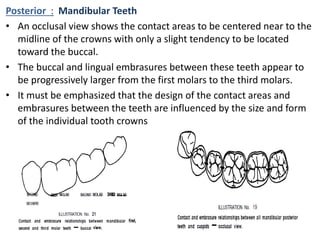 Posterior : Mandibular Teeth
• An occlusal view shows the contact areas to be centered near to the
midline of the crowns with only a slight tendency to be located
toward the buccal.
• The buccal and lingual embrasures between these teeth appear to
be progressively larger from the first molars to the third molars.
• It must be emphasized that the design of the contact areas and
embrasures between the teeth are influenced by the size and form
of the individual tooth crowns
 