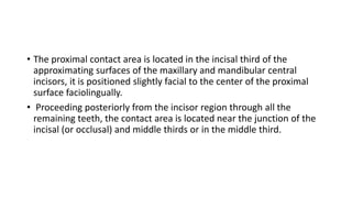 • The proximal contact area is located in the incisal third of the
approximating surfaces of the maxillary and mandibular central
incisors, it is positioned slightly facial to the center of the proximal
surface faciolingually.
• Proceeding posteriorly from the incisor region through all the
remaining teeth, the contact area is located near the junction of the
incisal (or occlusal) and middle thirds or in the middle third.
 
