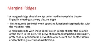 Marginal Ridges
• A marginal ridge should always be formed in two plains bucco-
lingually, meeting at a very obtuse angle.
• This feature is essential when opposing functional cusp occludes with
the marginal ridge.
• A marginal ridge with these specification is essential for the balance
of the teeth in the arch, the prevention of food impaction proximally ,
protection of periodontal, prevention of recurrent and contact decay
and for helping in efficient mastication.
 