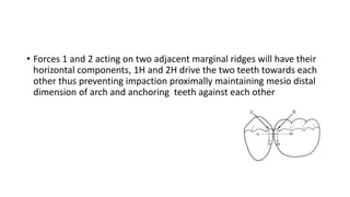 • Forces 1 and 2 acting on two adjacent marginal ridges will have their
horizontal components, 1H and 2H drive the two teeth towards each
other thus preventing impaction proximally maintaining mesio distal
dimension of arch and anchoring teeth against each other
 