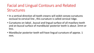 Facial and Lingual Contours and Related
Structures
• In a vertical direction all tooth crowns will exibit convex curvatures
occlusal to cervical line , this curvature is called cervical ridge.
• Curvatures on labial , buccal and lingual surface of all maxillary teeth
and on buccal surface of mandibular posterior teeth is about .5mm or
less.
• Mandibular posterior teeth will have lingual curvature of approx. 1
mm.
 