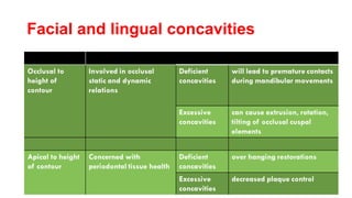 Facial and lingual concavities
 