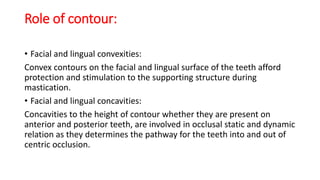 Role of contour:
• Facial and lingual convexities:
Convex contours on the facial and lingual surface of the teeth afford
protection and stimulation to the supporting structure during
mastication.
• Facial and lingual concavities:
Concavities to the height of contour whether they are present on
anterior and posterior teeth, are involved in occlusal static and dynamic
relation as they determines the pathway for the teeth into and out of
centric occlusion.
 