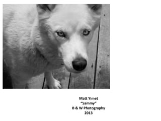 Matt Yimet
“Sammy”
B & W Photography
2013
 