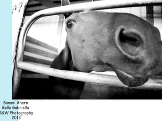 Sammi Ahern
Bella Gabriella
B&W Photography
2013