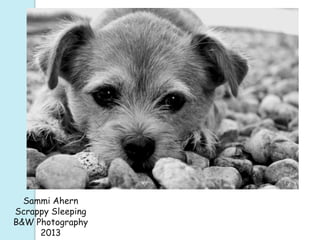 Sammi Ahern
Scrappy Sleeping
B&W Photography
2013