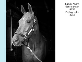 Sammi Ahern
Gentle Giant
B&W
Photography
2013