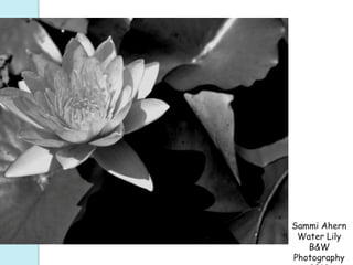Sammi Ahern
Water Lily
B&W
Photography