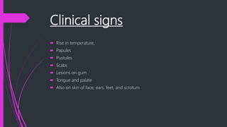Clinical signs
 Rise in temperature,
 Papules
 Pustules
 Scabs
 Lesions on gum
 Tongue and palate
 Also on skin of face, ears, feet, and scrotum
 