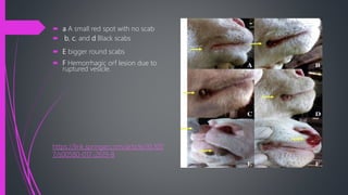  a A small red spot with no scab
 b, c, and d Black scabs
 E bigger round scabs
 F Hemorrhagic orf lesion due to
ruptured vesicle.
https://link.springer.com/article/10.100
7/s00580-017-2619-8
 