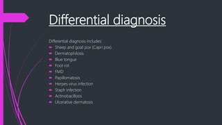 Differential diagnosis
Differential diagnosis includes:
 Sheep and goat pox (Capri pox)
 Dermatophilosis
 Blue tongue
 Foot rot
 FMD
 Papillomatosis
 Herpes virus infection
 Staph infection
 Actinobacillosis
 Ulcerative dermatosis
 