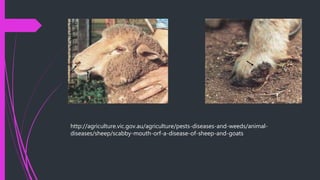 http://agriculture.vic.gov.au/agriculture/pests-diseases-and-weeds/animal-
diseases/sheep/scabby-mouth-orf-a-disease-of-sheep-and-goats
 
