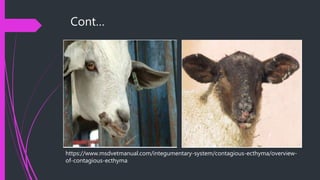 Cont…
https://www.msdvetmanual.com/integumentary-system/contagious-ecthyma/overview-
of-contagious-ecthyma
 