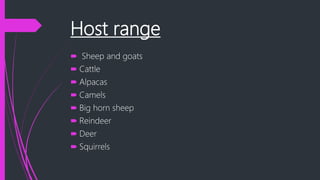 Host range
 Sheep and goats
 Cattle
 Alpacas
 Camels
 Big horn sheep
 Reindeer
 Deer
 Squirrels
 