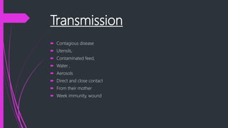 Transmission
 Contagious disease
 Utensils,
 Contaminated feed,
 Water ,
 Aerosols
 Direct and close contact
 From their mother
 Week immunity, wound
 