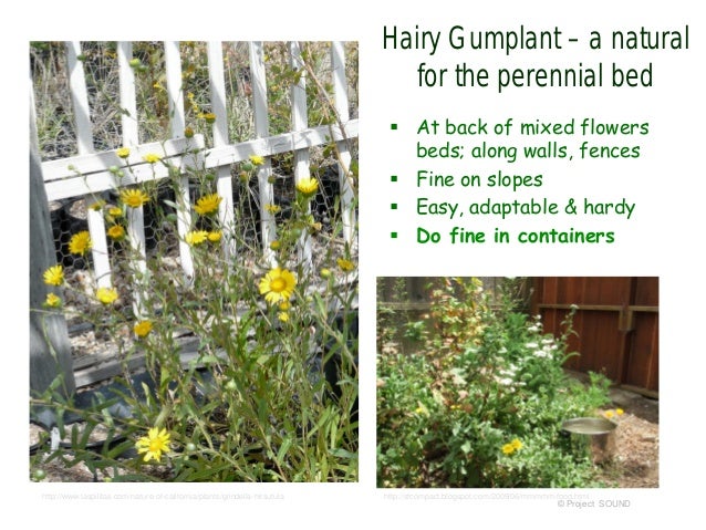 Container butterfly garden 2016