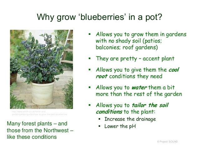 Container gardening 2014 container gardening 2014 33 638