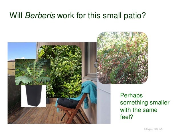 Berberis Rubrostilla Useful Temperate Plants