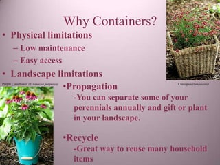 Why Containers?
• Physical limitations
       – Low maintenance
       – Easy access
• Landscape limitations
              •Propagation
Purple Coneflower (Echinacea purpurea)                                 Coreopsis (lanceolata)



                                           -You can separate some of your
                                           perennials annually and gift or plant
                                           in your landscape.

                                         •Recycle
                                           -Great way to reuse many household
                                           items
 