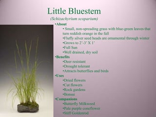 Little Bluestem
(Schizachyrium scoparium)
  •About
      • Small, non-spreading grass with blue-green leaves that
      turn reddish orange in the fall
      •Fluffy silver seed heads are ornamental through winter
      •Grows to 2’-3’ X 1’
      •Full Sun
      •Well drained, dry soil
  •Benefits
      •Deer resistant
      •Drought tolerant
      •Attracts butterflies and birds
  •Uses
      •Dried flowers
      •Cut flowers
      •Rock gardens
      •Bonsai
  •Companions
      •Butterfly Milkweed
      •Pale purple coneflower
      •Stiff Goldenrod
 