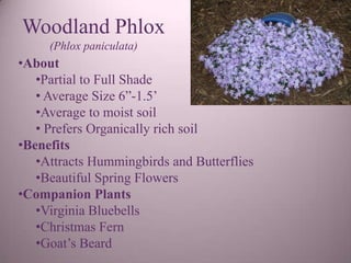 Woodland Phlox
     (Phlox paniculata)
•About
   •Partial to Full Shade
   • Average Size 6”-1.5’
   •Average to moist soil
   • Prefers Organically rich soil
•Benefits
   •Attracts Hummingbirds and Butterflies
   •Beautiful Spring Flowers
•Companion Plants
   •Virginia Bluebells
   •Christmas Fern
   •Goat’s Beard
 