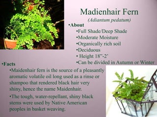 Madienhair Fern
                                         (Adiantum pedatum)
                               •About
                                  •Full Shade/Deep Shade
                                  •Moderate Moisture
                                  •Organically rich soil
                                  •Deciduous
                                  • Height 18”-2’
•Facts                            •Can be divided in Autumn or Winter
   •Maidenhair fern is the source of a pleasantly
   aromatic volatile oil long used as a rinse or
   shampoo that rendered black hair very
   shiny, hence the name Maidenhair.
   •The tough, water-repellant, shiny black
   stems were used by Native American
   peoples in basket weaving.
 