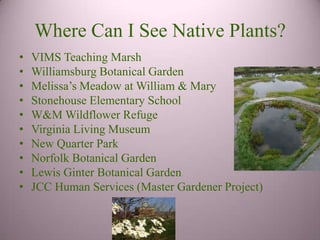 Where Can I See Native Plants?
•   VIMS Teaching Marsh
•   Williamsburg Botanical Garden
•   Melissa’s Meadow at William & Mary
•   Stonehouse Elementary School
•   W&M Wildflower Refuge
•   Virginia Living Museum
•   New Quarter Park
•   Norfolk Botanical Garden
•   Lewis Ginter Botanical Garden
•   JCC Human Services (Master Gardener Project)
 
