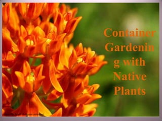 Container
                                      Gardenin
                                       g with
                                       Native
                                       Plants
Butterfly Weed (Asclepias tuberosa)
 