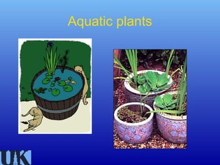 Aquatic plants
 