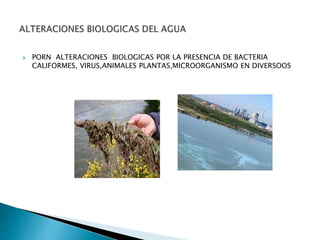  PORN ALTERACIONES BIOLOGICAS POR LA PRESENCIA DE BACTERIA 
CALIFORMES, VIRUS,ANIMALES PLANTAS,MICROORGANISMO EN DIVERSOOS 
 