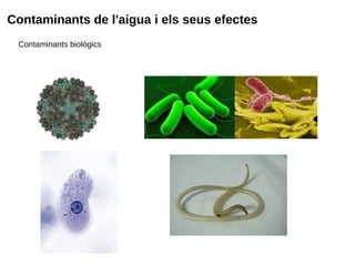 Contaminants de l'aigua i els seus efectes
Contaminants biològics
 