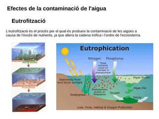 Efectes de la contaminació de l'aigua
L’eutrofització és el procés per el qual és produeix la contaminació de les aigües a
causa de l’excés de nutrients, ja que altera la cadena tròfica i l’ordre de l’ecosistema.
Eutrofització
 