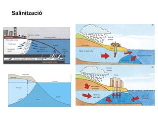 Salinització
 
