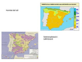 Humitat del sòl
Sobreexplotació i
sallinització
 