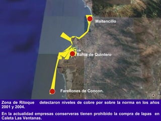 Zona de Ritoque  detectaron niveles de cobre por sobre la norma en los años 2001 y 2004.  En la actualidad empresas conserveras tienen prohibido la compra de lapas  en Caleta Las Ventanas. Farellones de Concon. Bahía de Quintero Maitencillo 