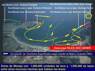 Área Manejo Locos y Lapas  Sindicato El Manzano Área Manejo locos  Sindicato Embarcadero Área Manejo Loco y lapas  Sindicato Horcón Área Manejo locos, lapas y erizos  Asoc. Gremial  Área Manejo Loco y Lapa  Sindicato Ventanas Área Manejo Locos  Sindicato Papagallo Circulación  de  Corrientes Superficiales según estudio de Malet y Andrade (1991) Áreas de Manejo con   1.600.000 unidades de loco y  1.200.000 de lapas entre otros recursos marinos que habitan las áreas. Descarga RILES AES GENER 