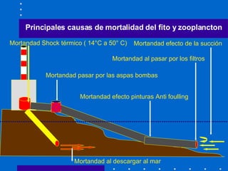 Mortandad efecto de la succión Mortandad al pasar por los filtros Mortandad pasar por las aspas bombas   Mortandad efecto pinturas Anti foulling Mortandad Shock térmico ( 14°C a 50° C) Mortandad al descargar al mar Principales causas de mortalidad del fito y zooplancton 
