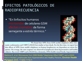 EFECTOS PATOLÓGICOS DE RADIOFRECUENCIA “ En linfocitos humanos  microondas  de celulares GSM  afectan cromatina  de forma semejante a estrés térmico.” Markóva E, et al: Microwaves from GSM Mobile Telephones Affect 53BP1 and γ-H2AX Foci in Human Lymphocytes from Hypersensitive and Healthy Persons .  Environ Health Perspect  2005; 113(9):1172-7.  