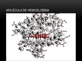 MOLÉCULA DE HEMOGLOBINA
 