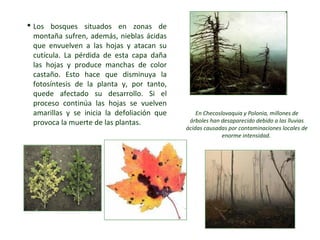  Los bosques situados en zonas de
montaña sufren, además, nieblas ácidas
que envuelven a las hojas y atacan su
cutícula. La pérdida de esta capa daña
las hojas y produce manchas de color
castaño. Esto hace que disminuya la
fotosíntesis de la planta y, por tanto,
quede afectado su desarrollo. Si el
proceso continúa las hojas se vuelven
amarillas y se inicia la defoliación que
provoca la muerte de las plantas.
En Checoslovaquia y Polonia, millones de
árboles han desaparecido debido a las lluvias
ácidas causadas por contaminaciones locales de
enorme intensidad.
 