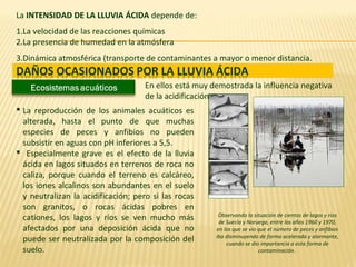 La INTENSIDAD DE LA LLUVIA ÁCIDA depende de:
1.La velocidad de las reacciones químicas
2.La presencia de humedad en la atmósfera
3.Dinámica atmosférica (transporte de contaminantes a mayor o menor distancia.
En ellos está muy demostrada la influencia negativa
de la acidificación.
Observando la situación de cientos de lagos y ríos
de Suecia y Noruega, entre los años 1960 y 1970,
en los que se vio que el número de peces y anfibios
iba disminuyendo de forma acelerada y alarmante,
cuando se dio importancia a esta forma de
contaminación.
 La reproducción de los animales acuáticos es
alterada, hasta el punto de que muchas
especies de peces y anfibios no pueden
subsistir en aguas con pH inferiores a 5,5.
 Especialmente grave es el efecto de la lluvia
ácida en lagos situados en terrenos de roca no
caliza, porque cuando el terreno es calcáreo,
los iones alcalinos son abundantes en el suelo
y neutralizan la acidificación; pero si las rocas
son granitos, o rocas ácidas pobres en
cationes, los lagos y ríos se ven mucho más
afectados por una deposición ácida que no
puede ser neutralizada por la composición del
suelo.
 