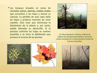  Los bosques situados en zonas de
montaña sufren, además, nieblas ácidas
que envuelven a las hojas y atacan su
cutícula. La pérdida de esta capa daña
las hojas y produce manchas de color
castaño. Esto hace que disminuya la
fotosíntesis de la planta y, por tanto,
quede afectado su desarrollo. Si el
proceso continúa las hojas se vuelven
amarillas y se inicia la defoliación que
provoca la muerte de las plantas.
En Checoslovaquia y Polonia, millones de
árboles han desaparecido debido a las lluvias
ácidas causadas por contaminaciones locales de
enorme intensidad.
 